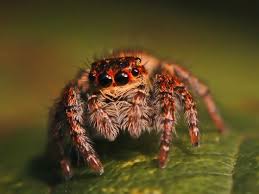 Attēlu rezultāti vaicājumam “Xanthogramma sp.”