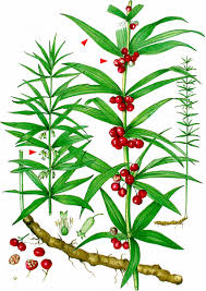 Attēlu rezultāti vaicājumam “Polygonatum verticillatum”