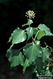 Attēlu rezultāti vaicājumam “Hedera helix  flower”