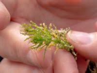 Attēlu rezultāti vaicājumam “Chara aspera”