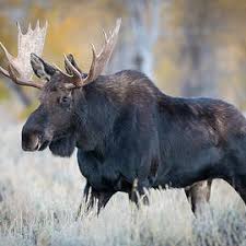 Attēlu rezultāti vaicājumam “Alces alces”