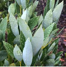 Image result for Leaves Green Bowmen