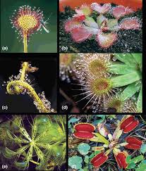 Attēlu rezultāti vaicājumam “Drosera rotundifolia leaf”