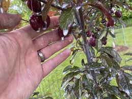 Attēlu rezultāti vaicājumam “Prunus (plum-tree) fruit”