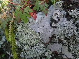 Attēlu rezultāti vaicājumam “Trapelia coarctata”