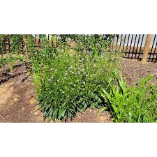 Image result for Succisa pratensis