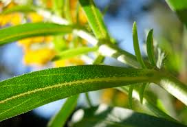 Attēlu rezultāti vaicājumam “Tagetes leaf”