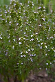 Image result for Satureja hortensis