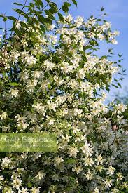 Attēlu rezultāti vaicājumam “Philadelphus lemoinei”
