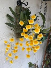 Attēlu rezultāti vaicājumam “Didymium aggregatum”