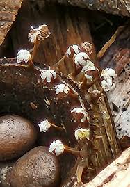 Attēlu rezultāti vaicājumam “Metatrichia floriformis stalked”