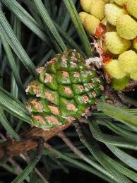 Attēlu rezultāti vaicājumam “Pinus sylvestris fruit”