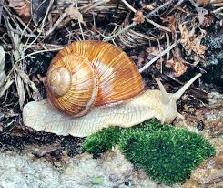Attēlu rezultāti vaicājumam “Helix pomatia”
