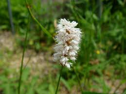 Attēlu rezultāti vaicājumam “Bistorta major leaf”