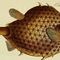 Image result for Liopsetta glacialis