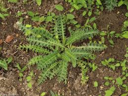 Attēlu rezultāti vaicājumam “Cirsium acaule fruit”