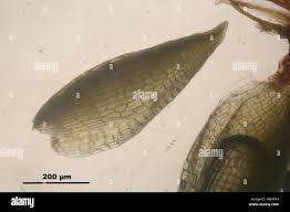 Attēlu rezultāti vaicājumam “Campylopus pyriformis”