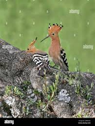 Attēlu rezultāti vaicājumam “Upupa epops adult”