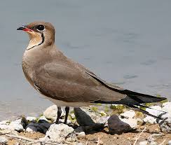 Image result for Glareola pratincola