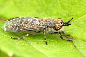 Attēlu rezultāti vaicājumam “Heptatoma pellucens”