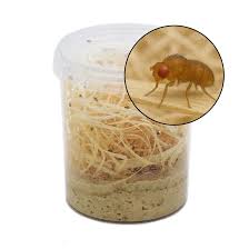 Attēlu rezultāti vaicājumam “Drosophila melanogaster”