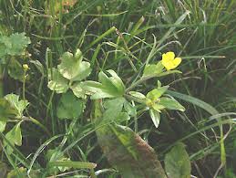 Attēlu rezultāti vaicājumam “Ranunculus repens”