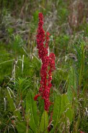 Attēlu rezultāti vaicājumam “Rumex aquaticus bud”
