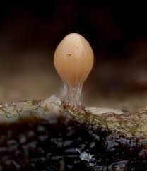 Attēlu rezultāti vaicājumam “Diderma montanum var. album macro”