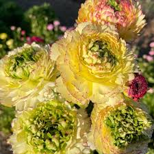 Attēlu rezultāti vaicājumam “Ranunculus elatior flower”
