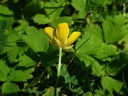 Attēlu rezultāti vaicājumam “Ranunculus repens flower”