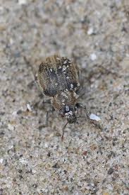 Attēlu rezultāti vaicājumam “Philopedon plagiatum”