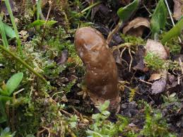 Attēlu rezultāti vaicājumam “Vouauxiomyces santessonii”