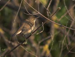 Image result for Hippolais pallida