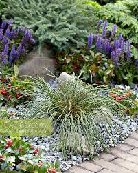 Attēlu rezultāti vaicājumam “Thuja plicata flower”