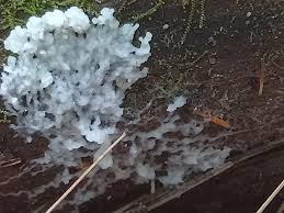 Attēlu rezultāti vaicājumam “Physarum virescens plasmodium”