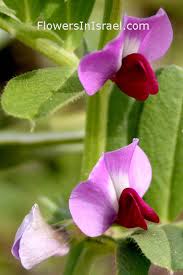 Attēlu rezultāti vaicājumam “Vicia angustifolia flower”