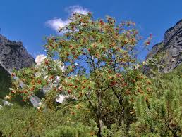 Attēlu rezultāti vaicājumam “Sorbus aucuparia flower”