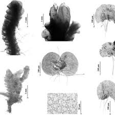 Attēlu rezultāti vaicājumam “Scapania mucronata”