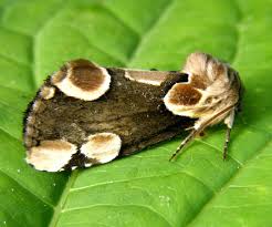 Attēlu rezultāti vaicājumam “Thyatira batis”