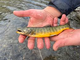 Image result for Salvelinus malma