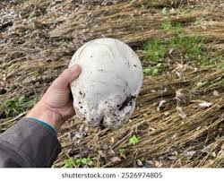 Attēlu rezultāti vaicājumam “Langermania gigantea”