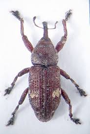 Attēlu rezultāti vaicājumam “Pissodes piniphilus”