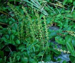 Attēlu rezultāti vaicājumam “Veronica officinalis leaf”