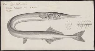 Attēlu rezultāti vaicājumam “Belone belone”