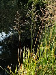 Attēlu rezultāti vaicājumam “Glyceria maxima leaf”