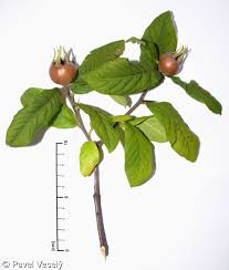 Attēlu rezultāti vaicājumam “Mespilus germanica”