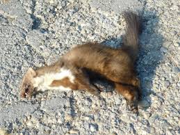 Attēlu rezultāti vaicājumam “Martes foina”