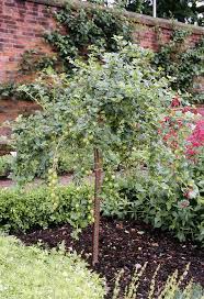 Attēlu rezultāti vaicājumam “Ribes uva-crispa”