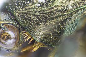 Attēlu rezultāti vaicājumam “Liocola lugubris”