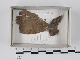 Attēlu rezultāti vaicājumam “Didymium minus”